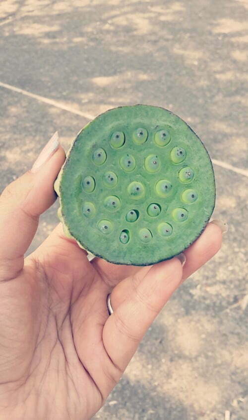 پسته ی دریایی