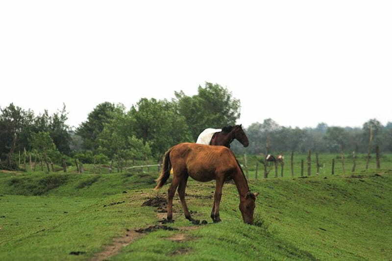 اسب در انزلی