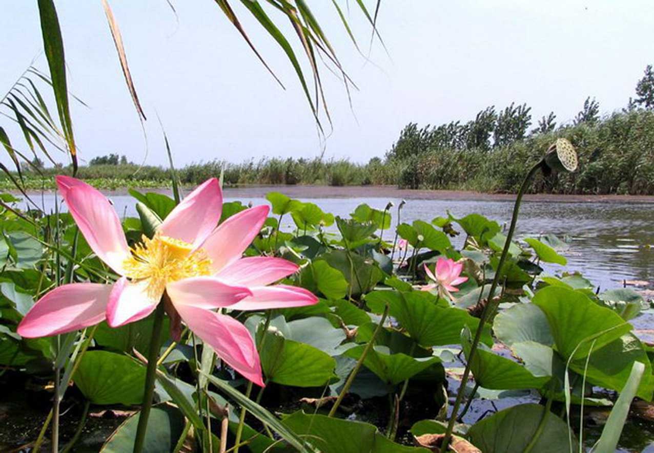 تالاب انزلی